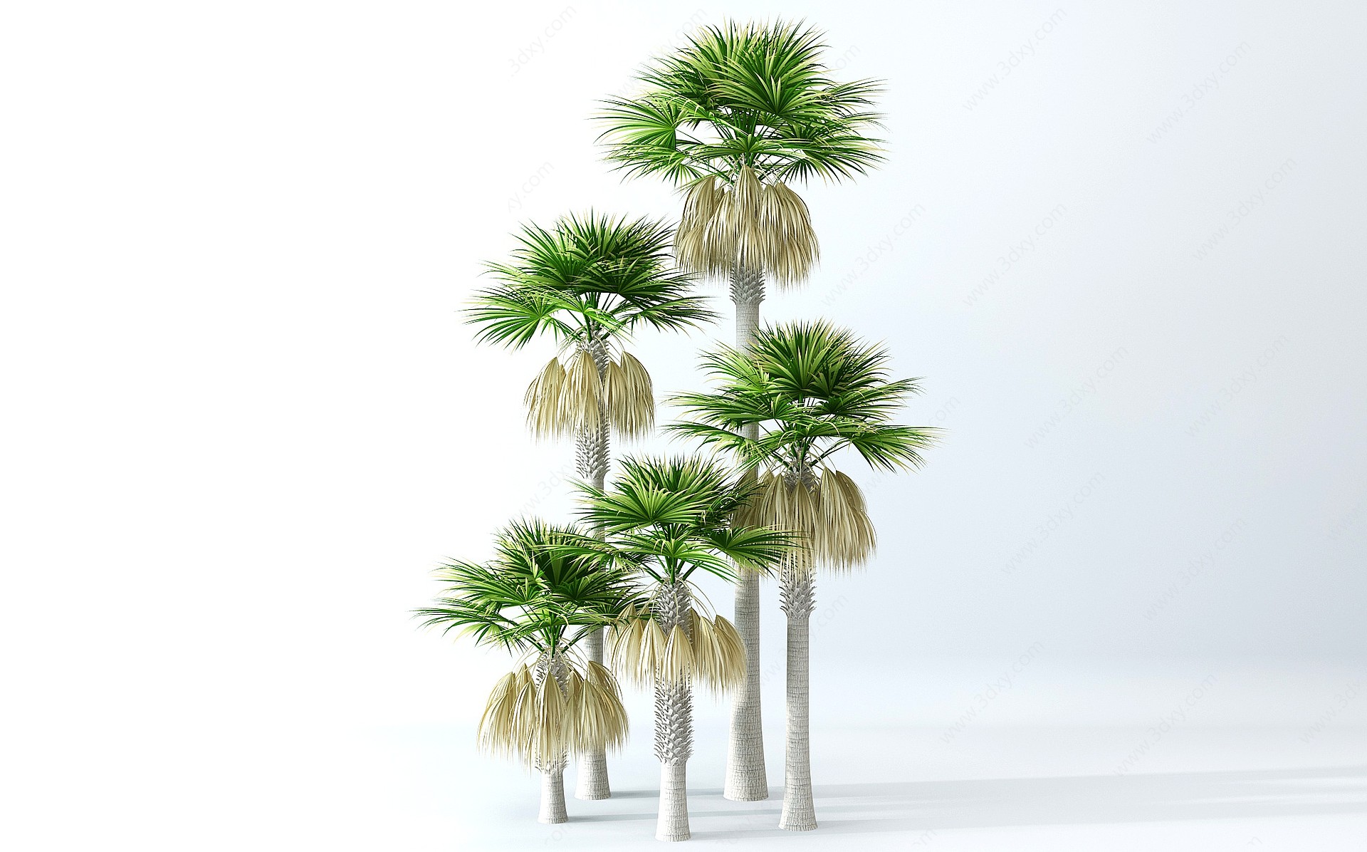 现代景观树椰子树3D模型