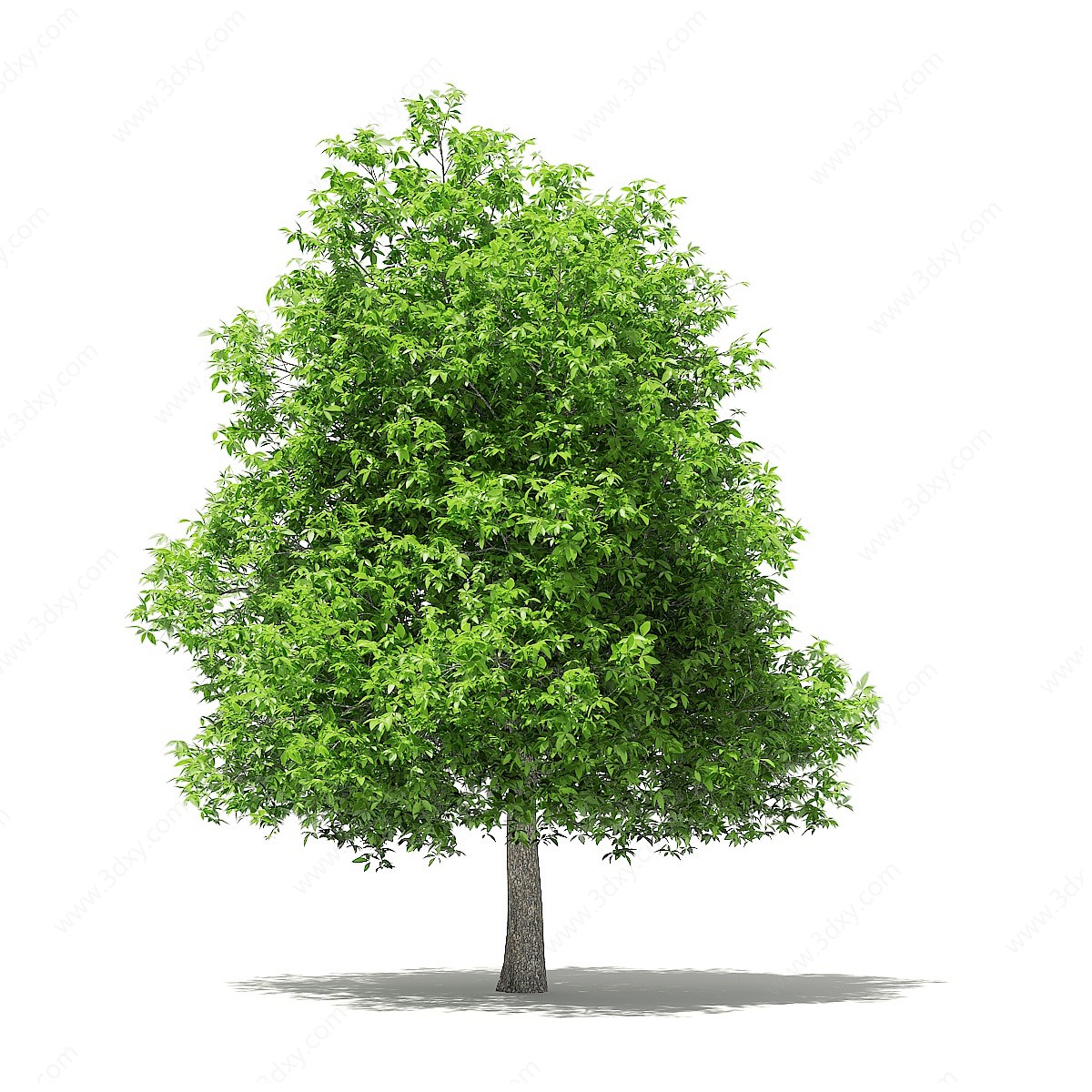 现代梨树景观树3D模型