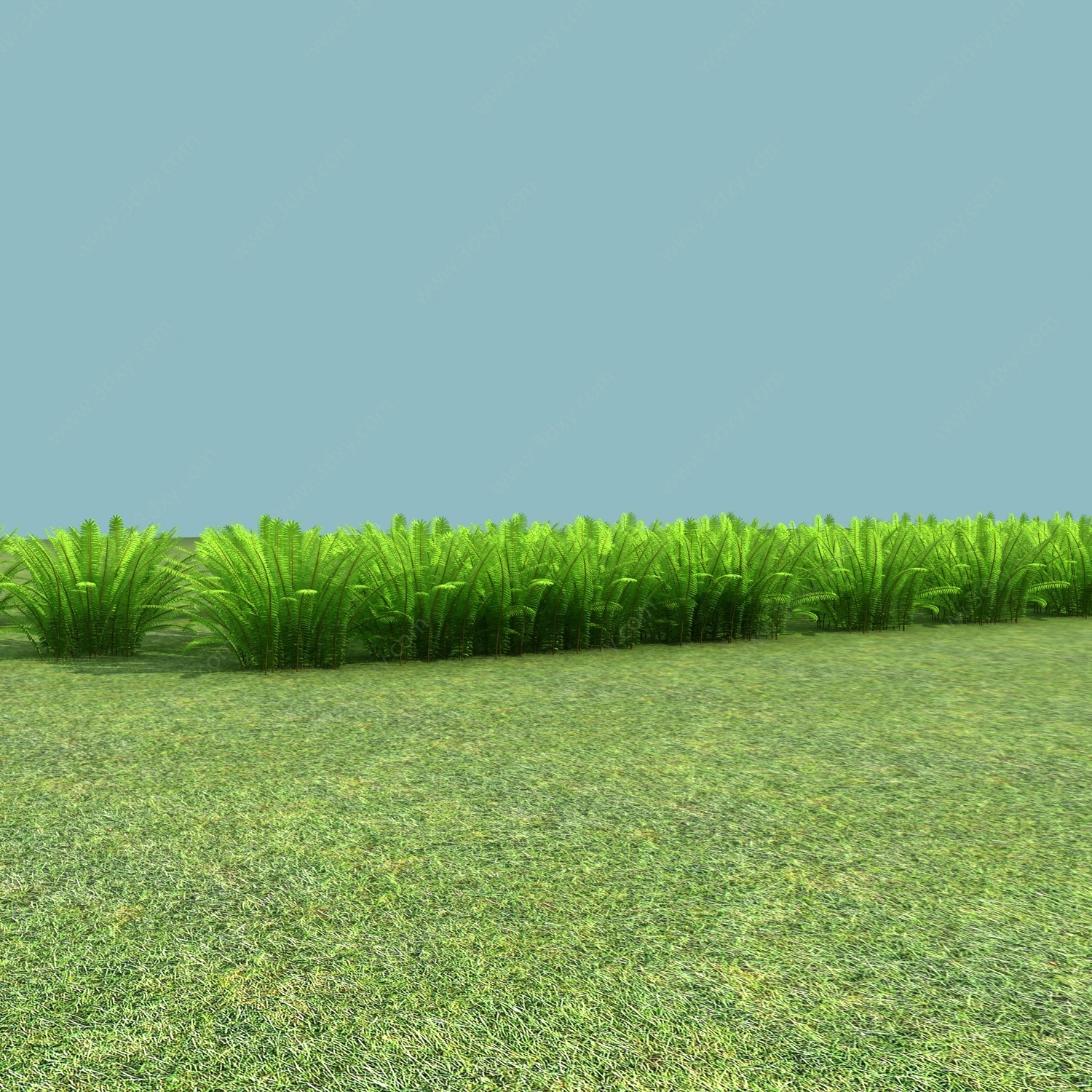 现代植物肾蕨草本3D模型