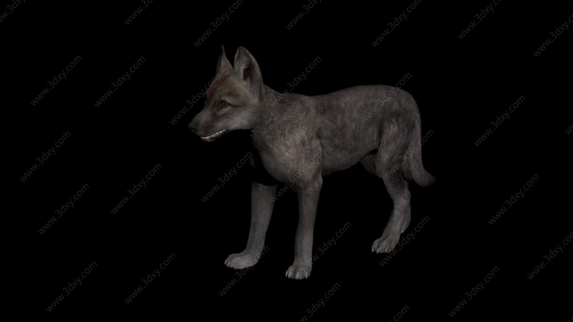 哺乳动物狼3D模型