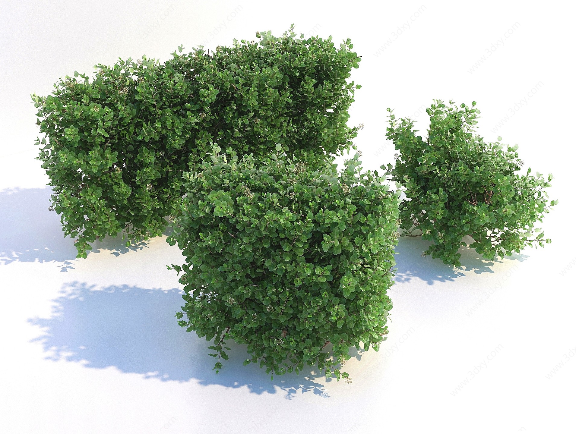 树木灌木3D模型