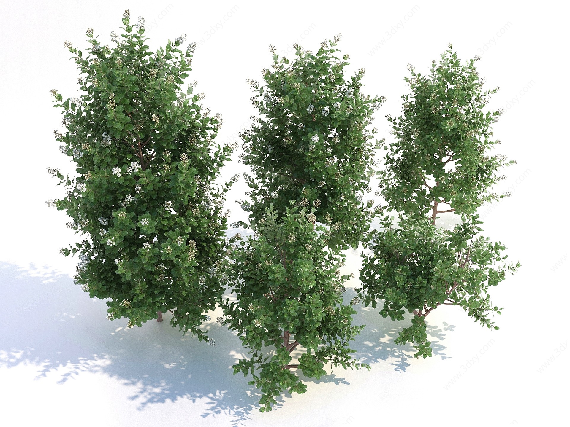 阔叶树灌木3D模型