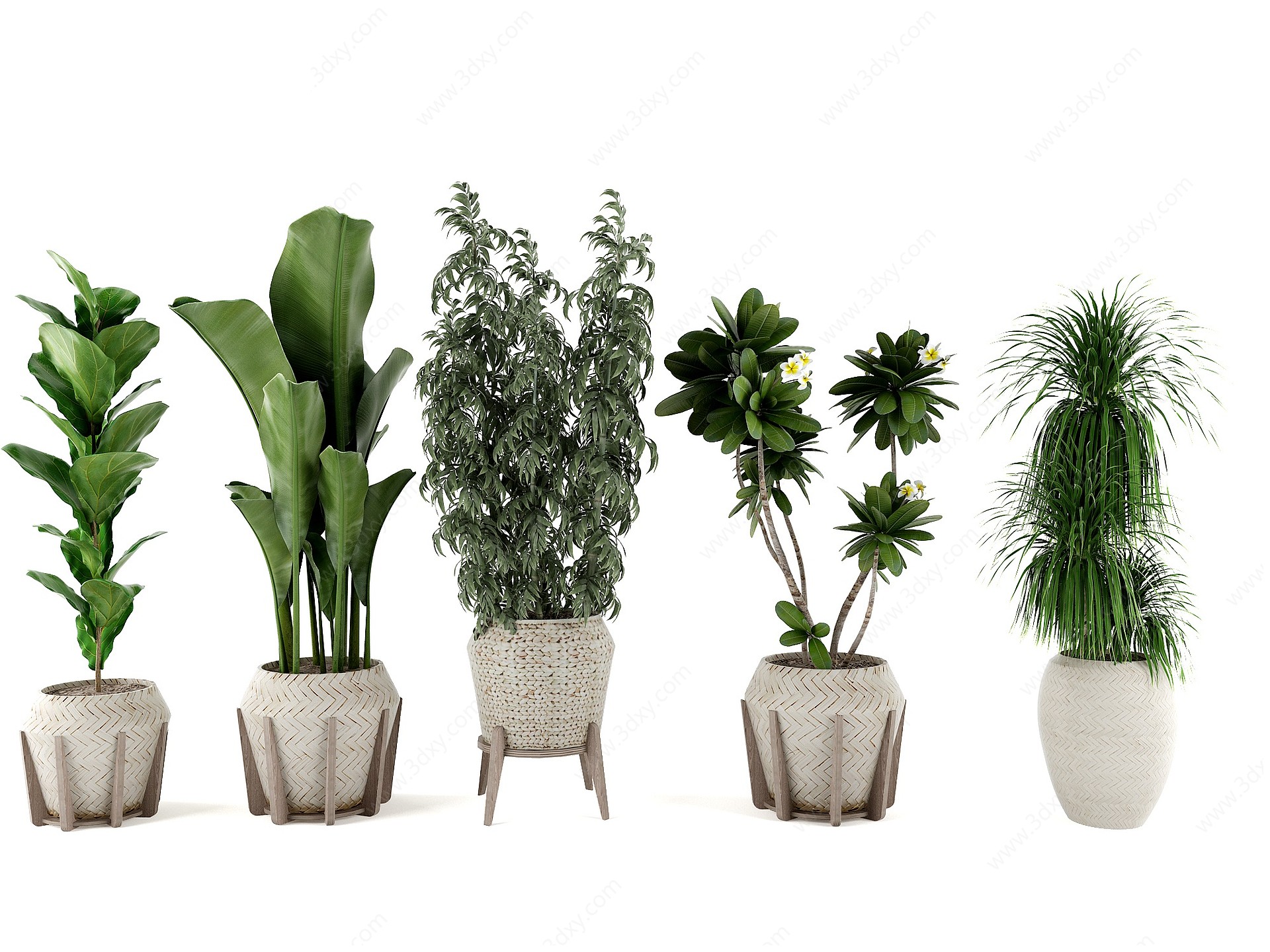 盆栽绿植植物花盆3D模型
