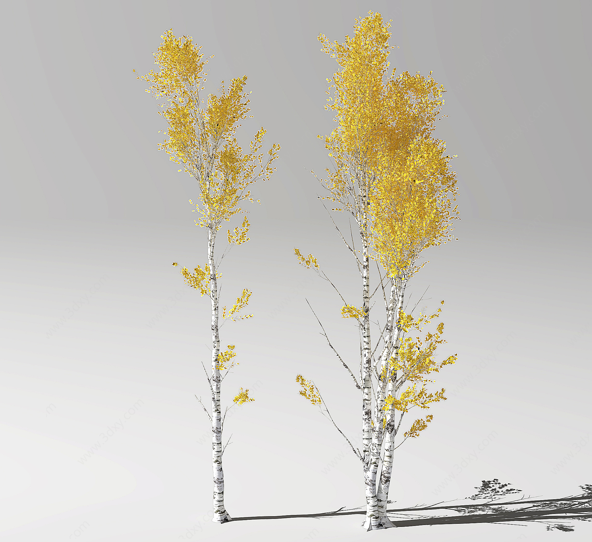 白杨树3D模型