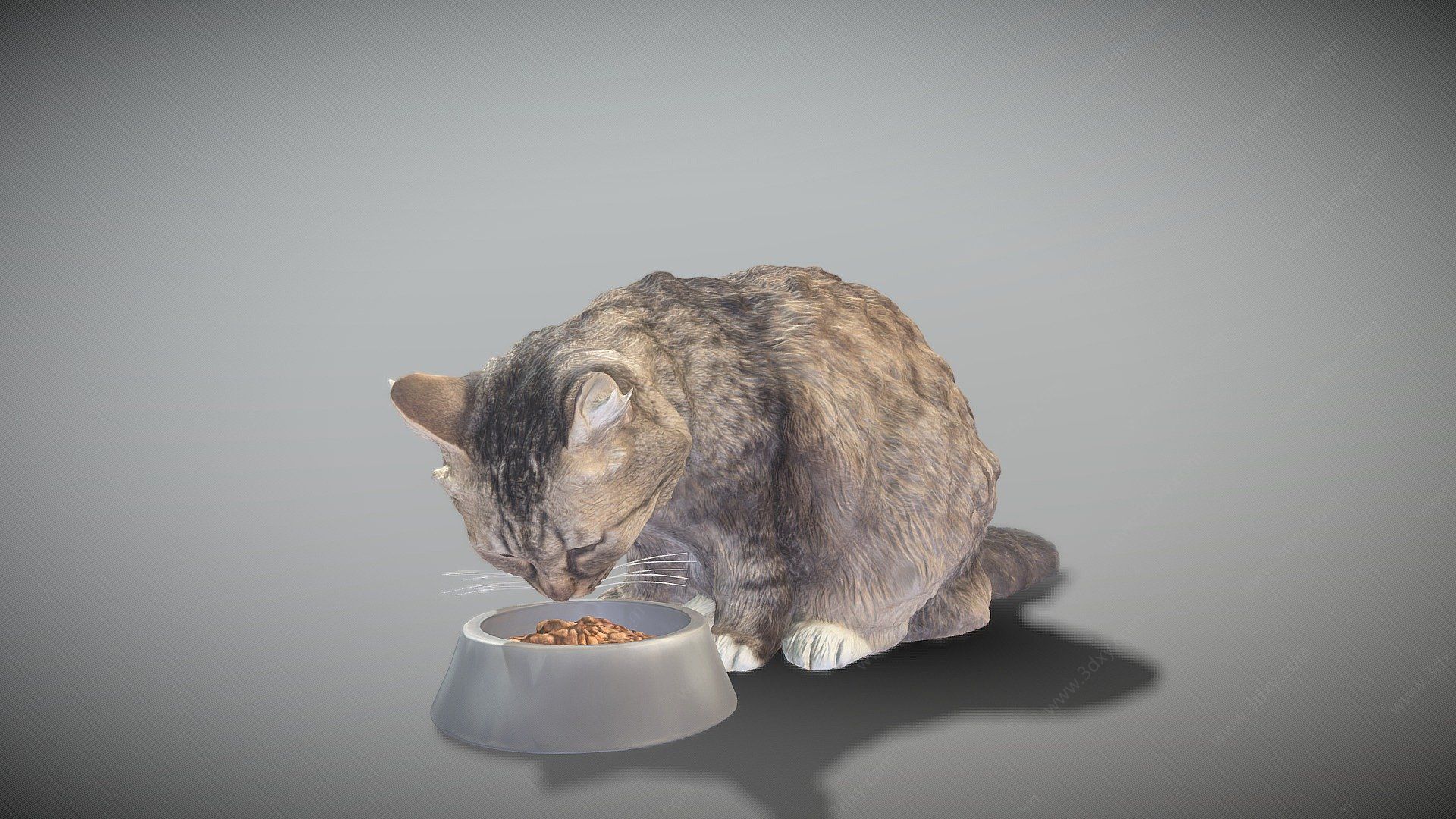 動物貓3D模型