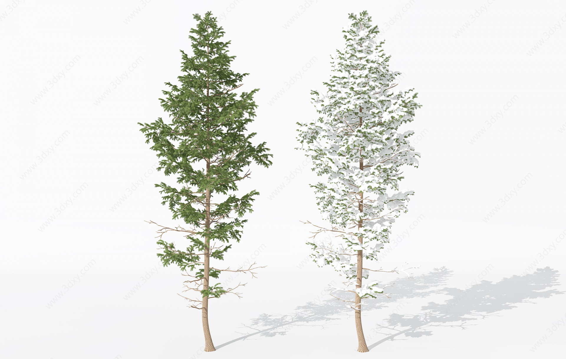 景观植物树松柏树长白松3D模型
