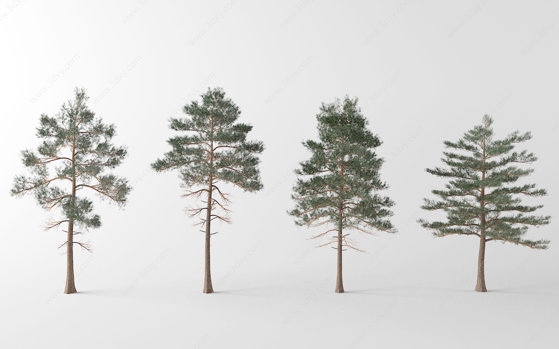 现代松树3D模型