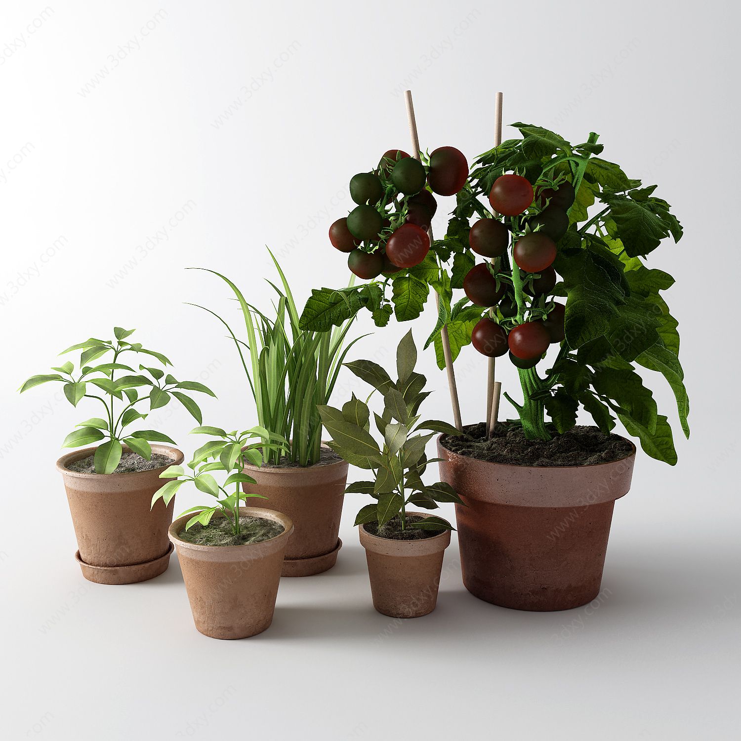 现代盆栽西红柿3D模型