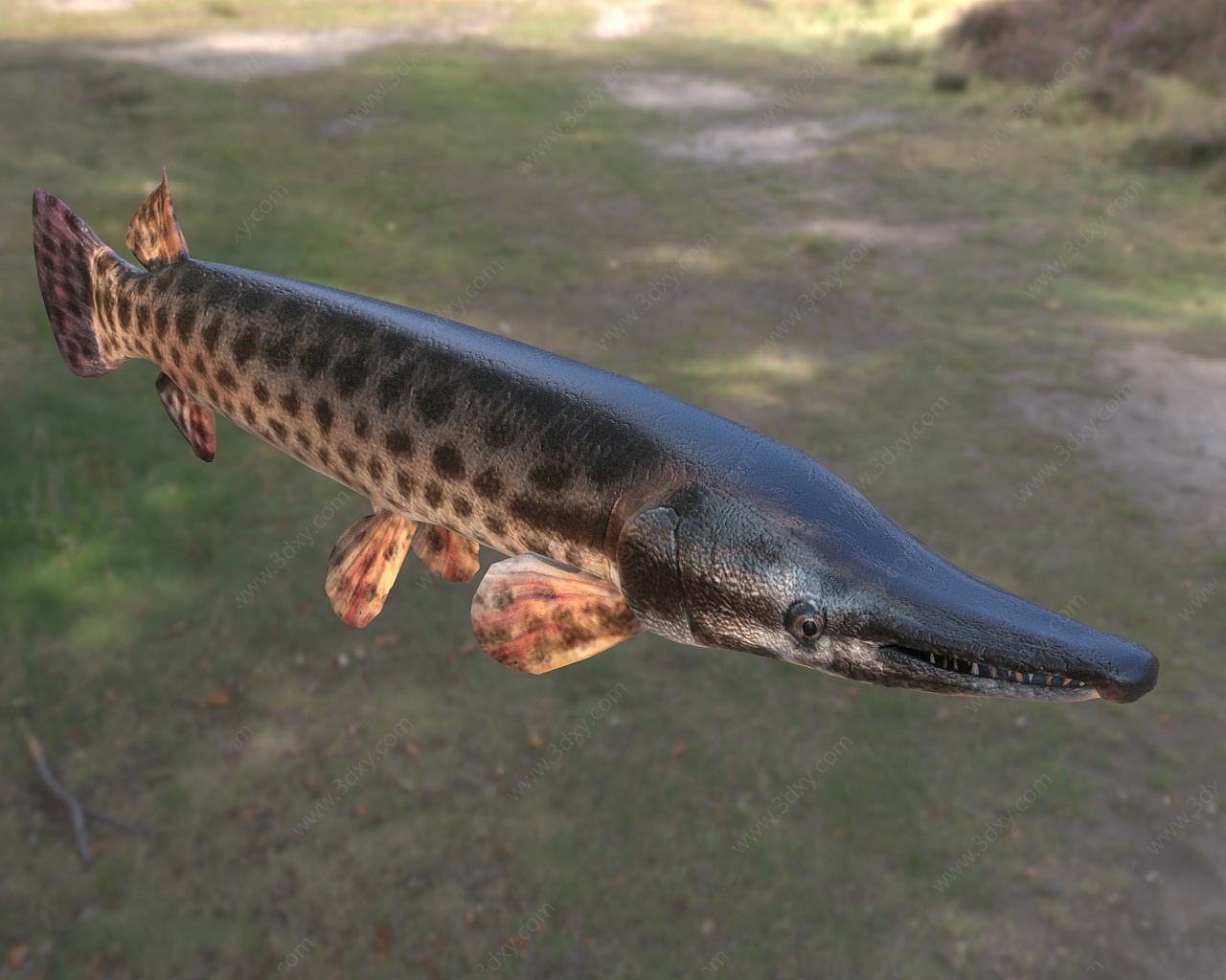 鳄雀鳝3D模型