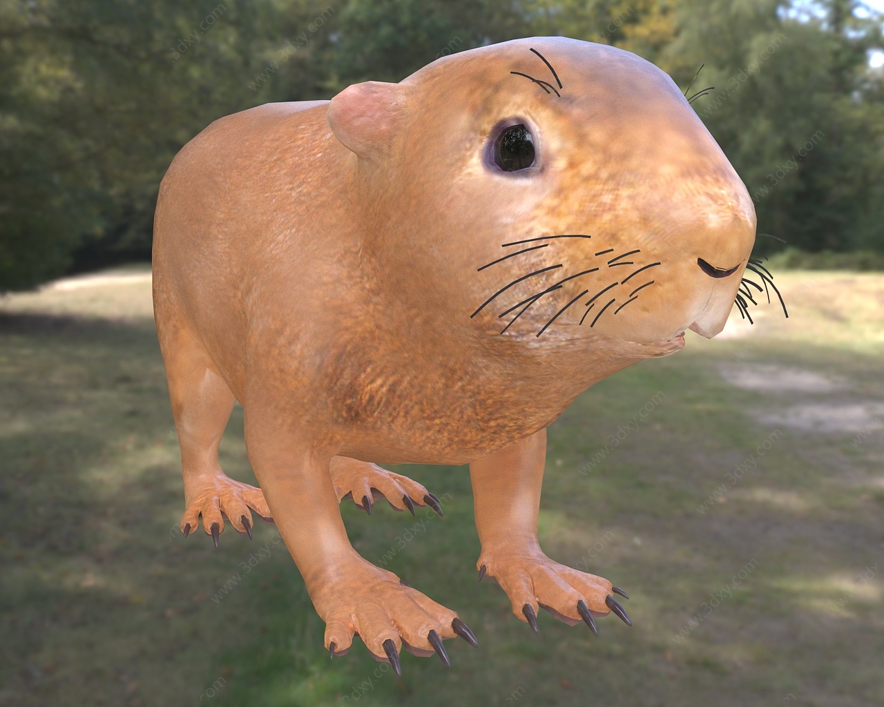 豚鼠3D模型