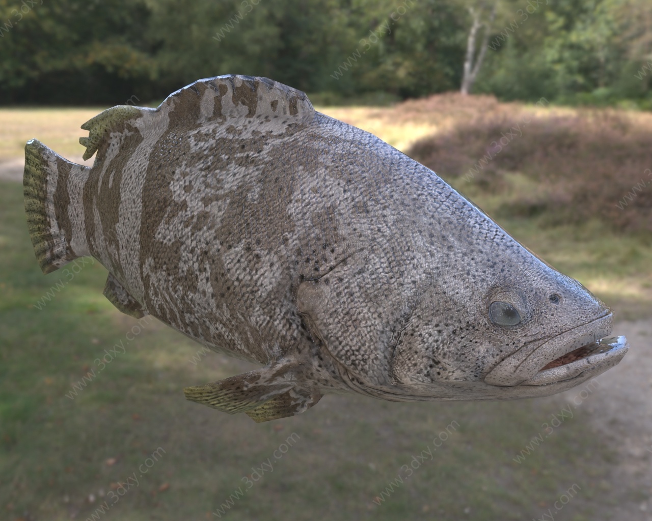 巨型石斑鱼3D模型