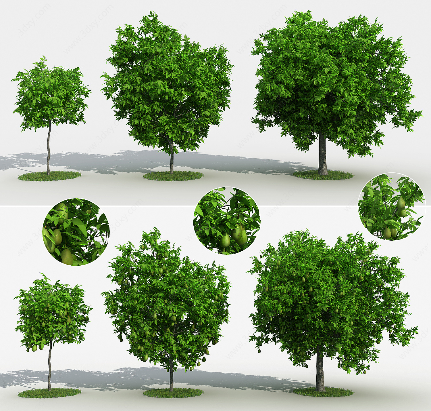 现代梨树果树景观树3D模型