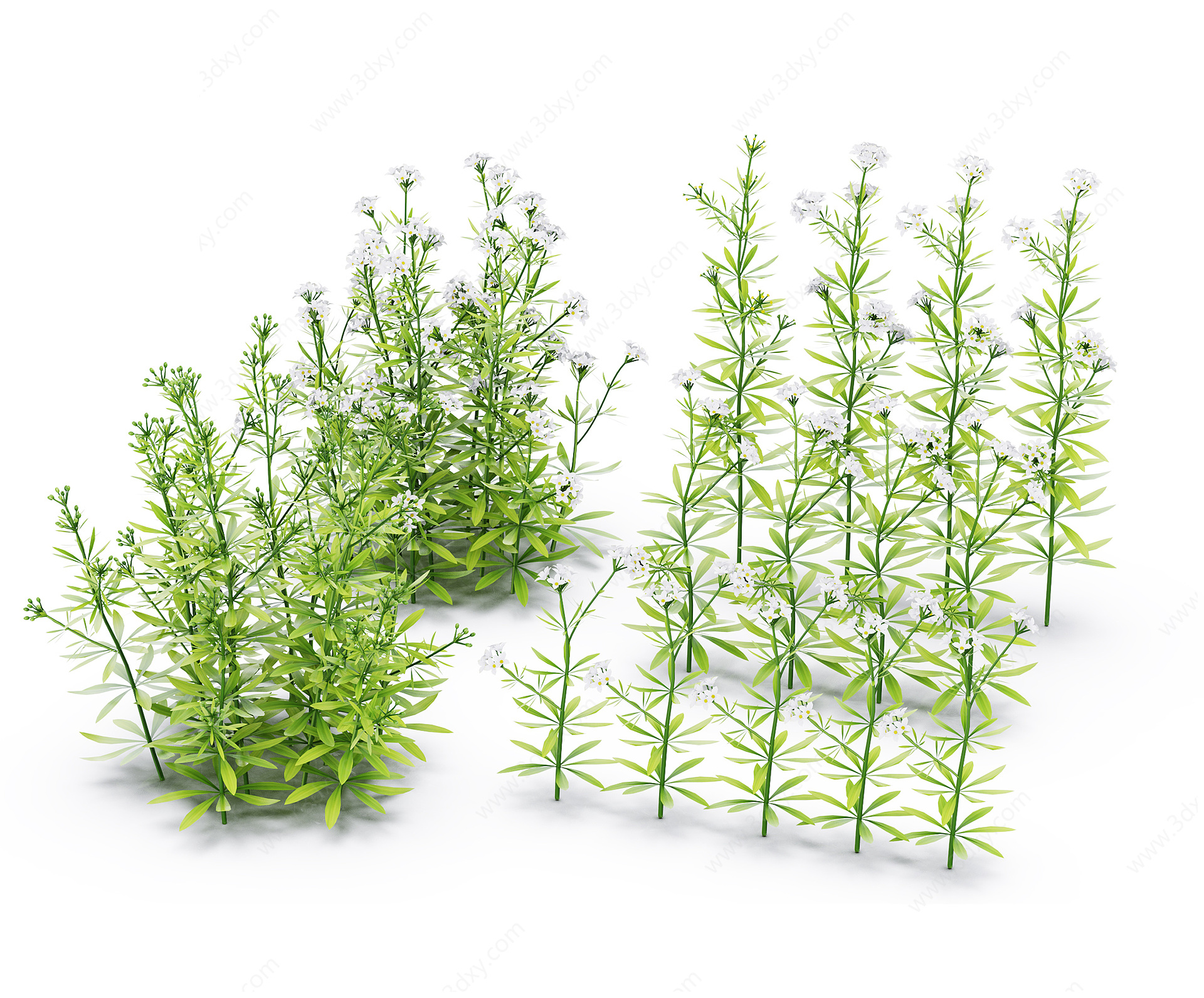 现代花草绿植3D模型