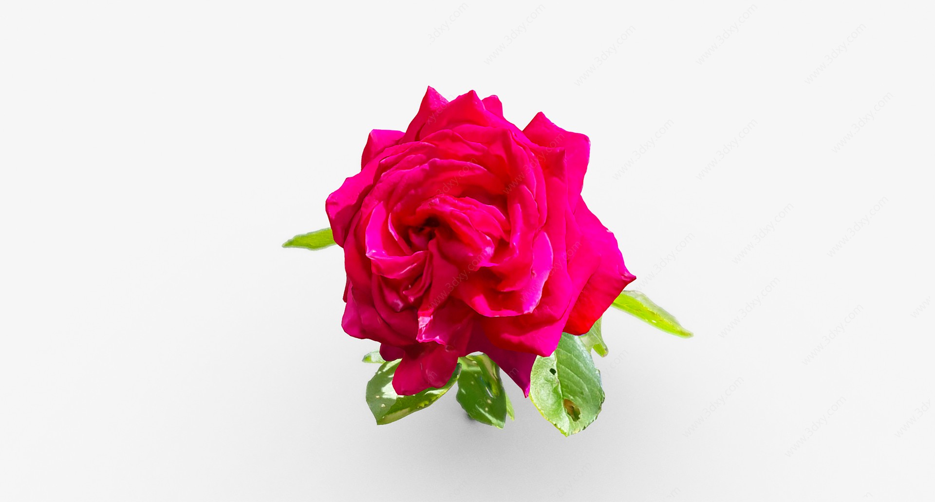 花朵玫红色月季玫瑰花瓣3D模型