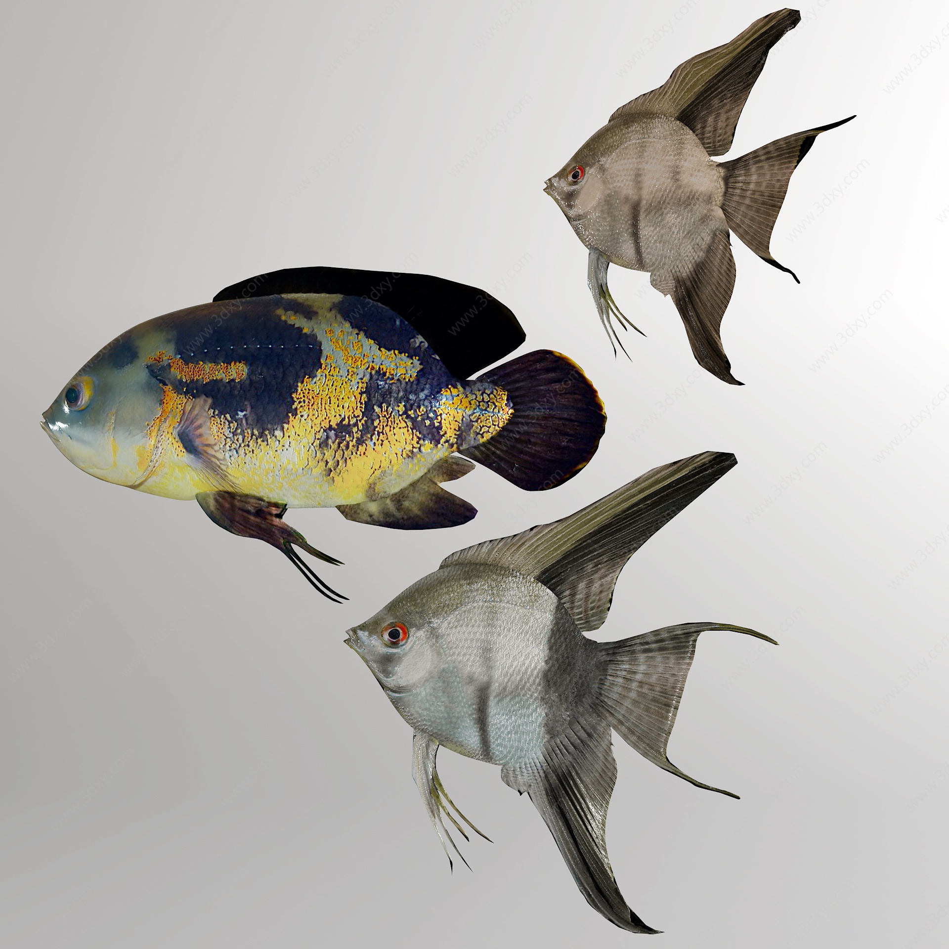 海洋动物鱼类3D模型