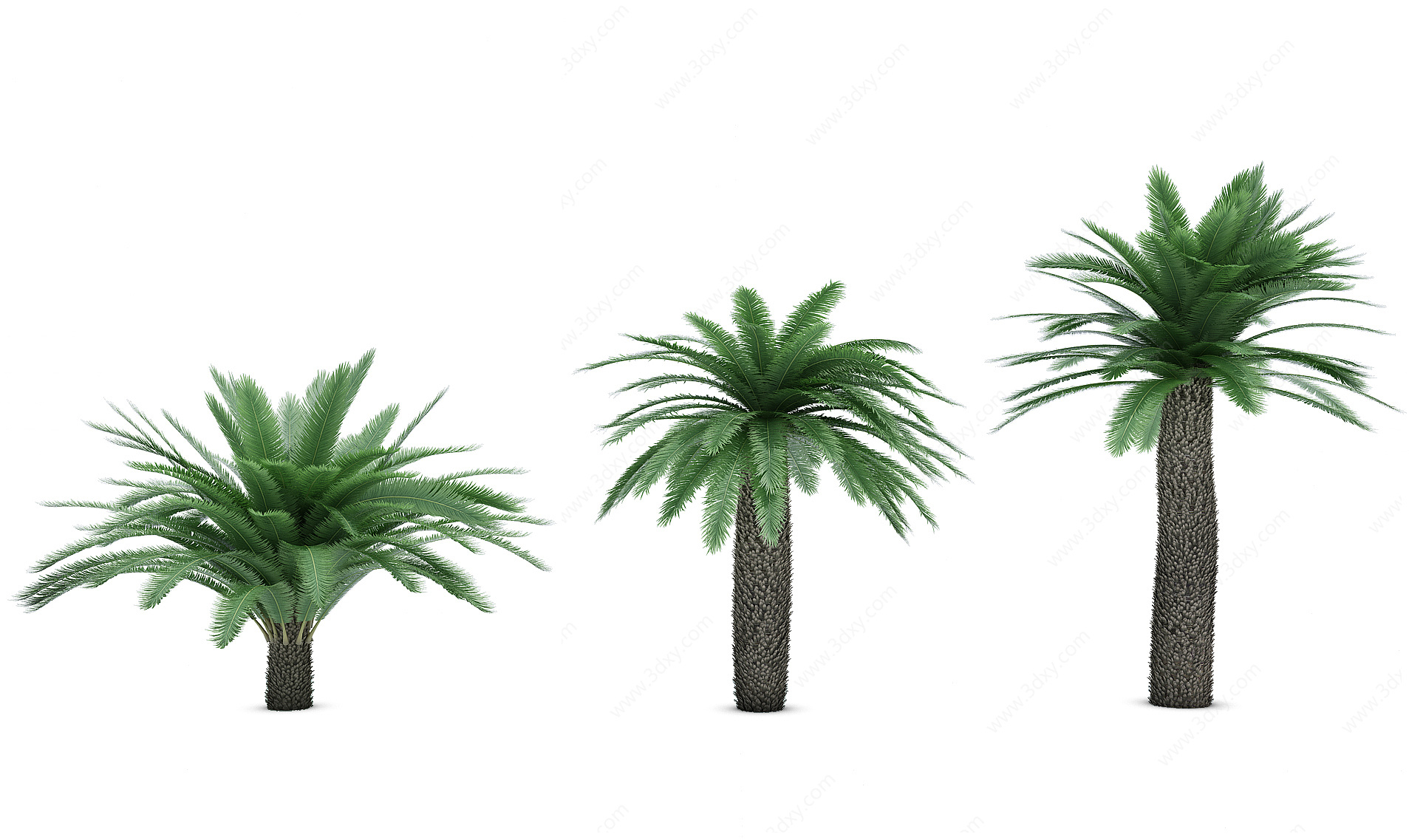 热带植物树龙须树3D模型