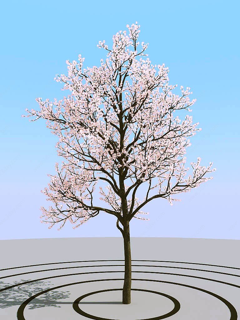 景观树开花的树春天树3D模型