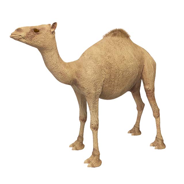 骆驼3D模型