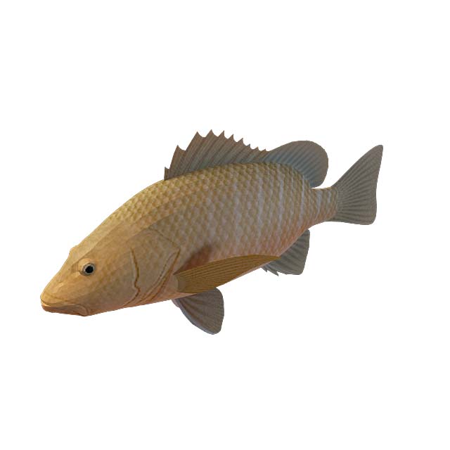 观赏鱼3D模型