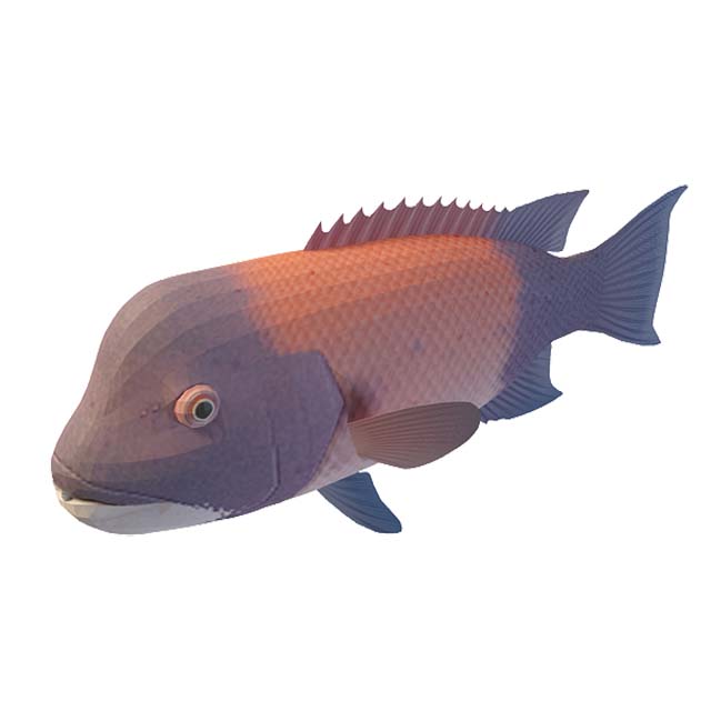 鱼类3D模型