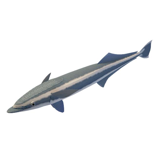 海鱼3D模型