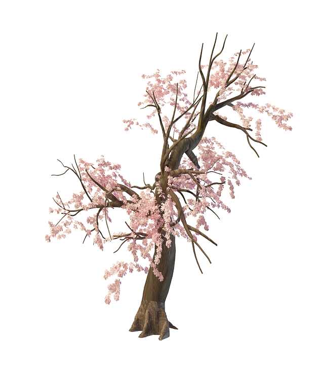 樱花树3D模型
