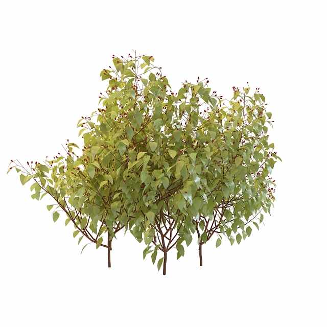 茂盛落叶绿树3D模型