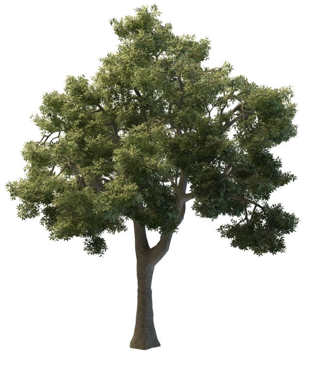 树3d模型[id12827]