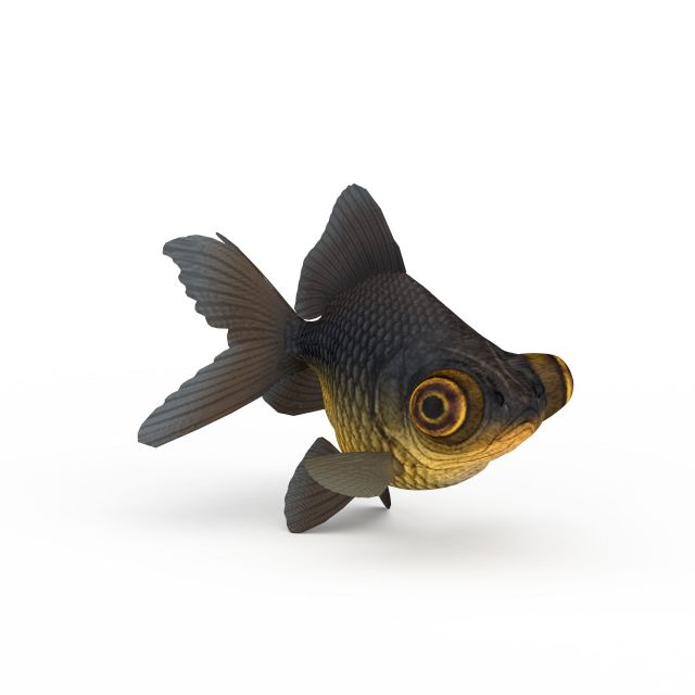 3d大眼睛鱼模型