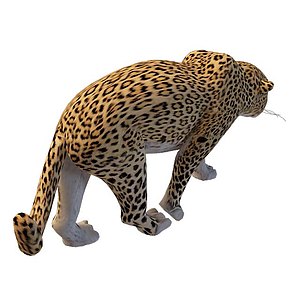 金钱豹3d模型