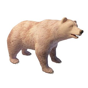 狗熊3d模型