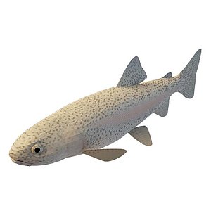 斑点鱼3d模型
