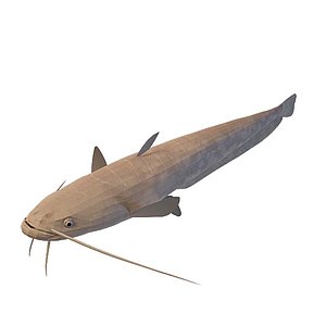 长须鱼3d模型
