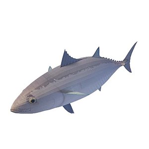 海洋鱼3d模型