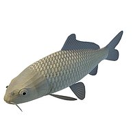 草鱼3D模型3d模型