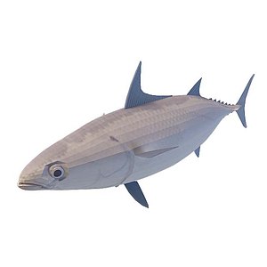 黑旗鱼3d模型