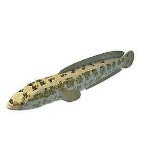 绿色斑纹鱼3d模型