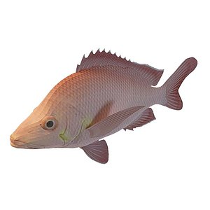 红色小鱼3d模型