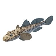 斑点鱼3D模型3d模型