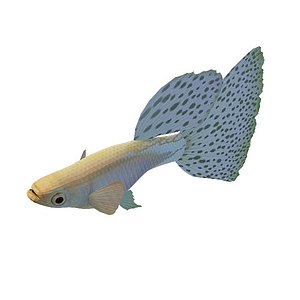 孔雀鱼3d模型