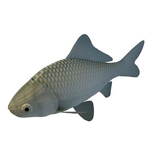 鲫鱼3d模型