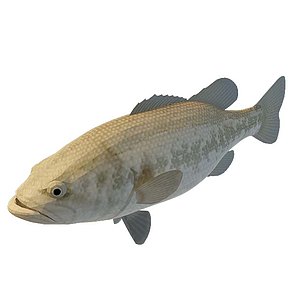 热带鱼3d模型
