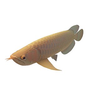 色小鱼3d模型
