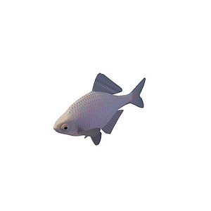 鱼类3d模型