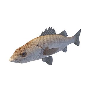 黄立鱼3d模型