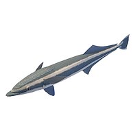 海鱼3D模型3d模型
