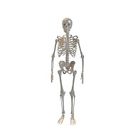 人体骨架3D模型3d模型