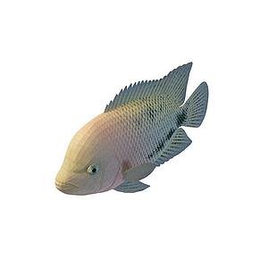 翠鱼3d模型