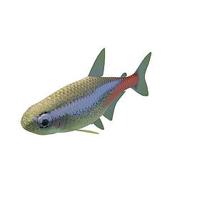 海鲇鱼3d模型