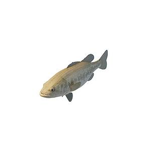 褐色鱼3d模型